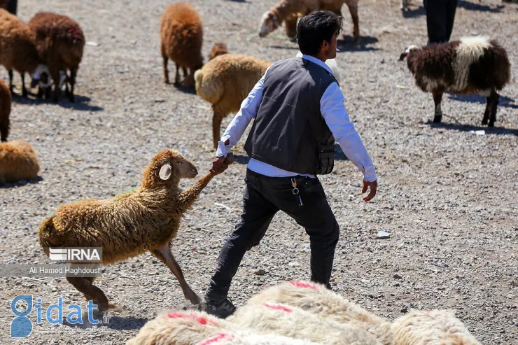 مصائب گوسفندان در عید قربان به روایت تصویر!